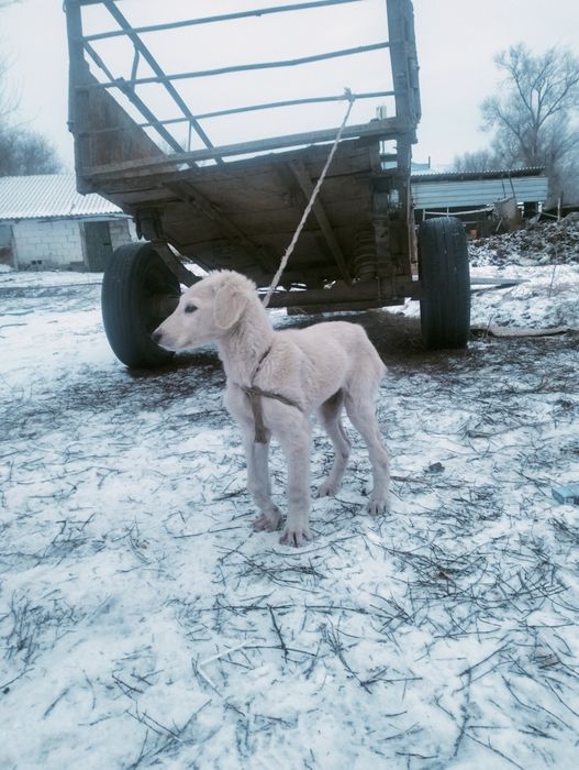 Тазы күшік сатылады