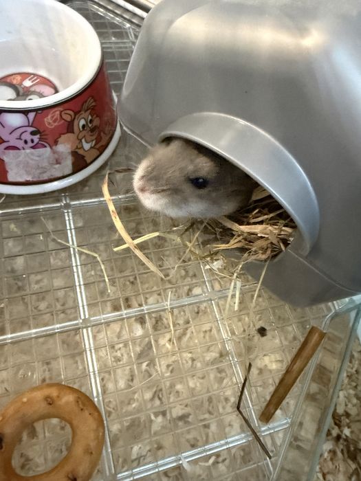Donez hamster, fără cușcă