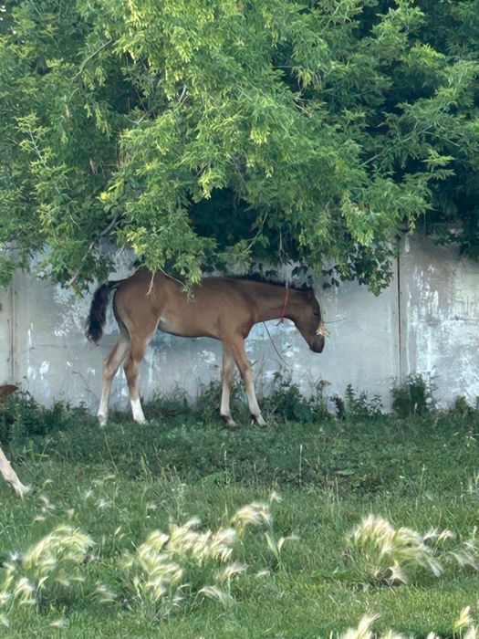 Продам кровленную кобылу с жеребенком