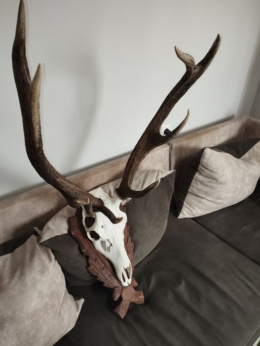 Красиви трофейи от елени