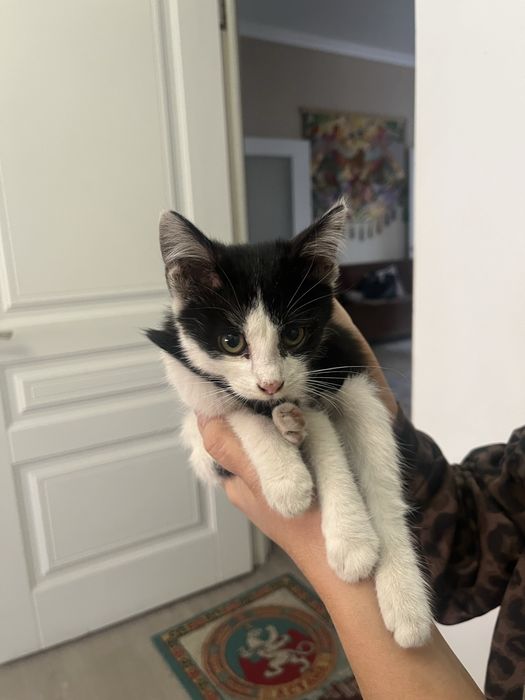 Отдадим котенка в добрые руки