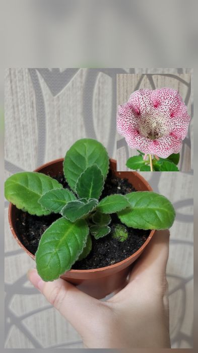 Глоксиния 1700 45й гастроном