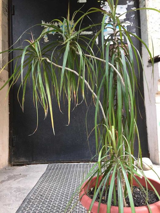 Продам драцену большую