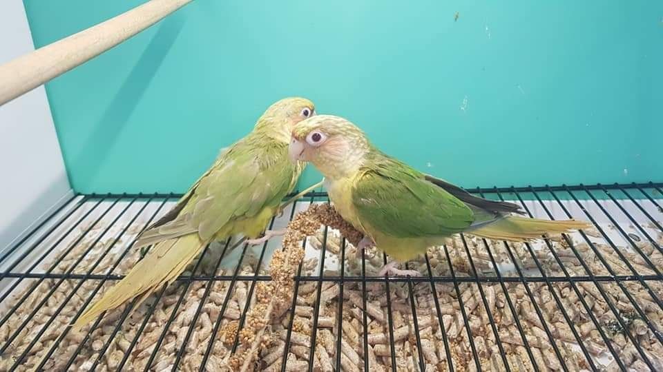 Двойки Папагали пирури.