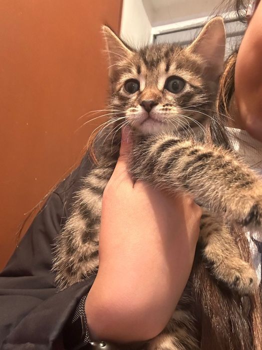Котёнок бенгалка