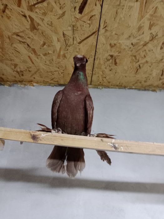 Продам   голубей