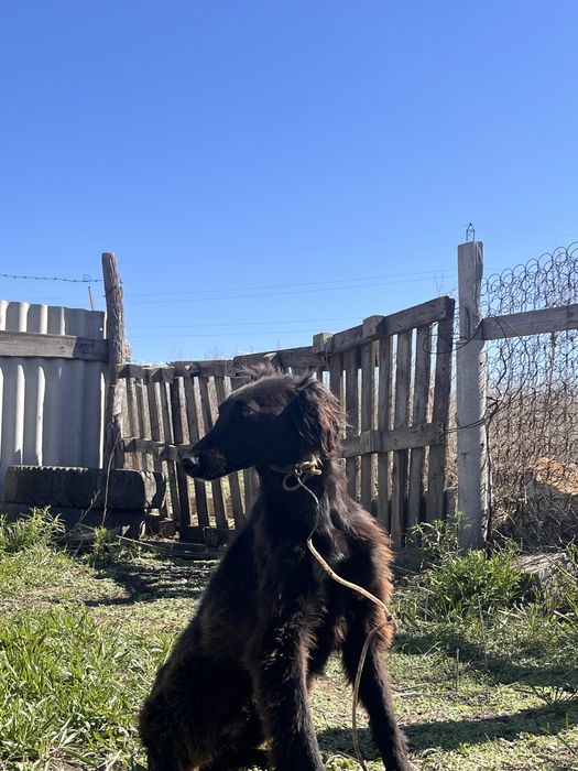 Шашак тазы сатылады