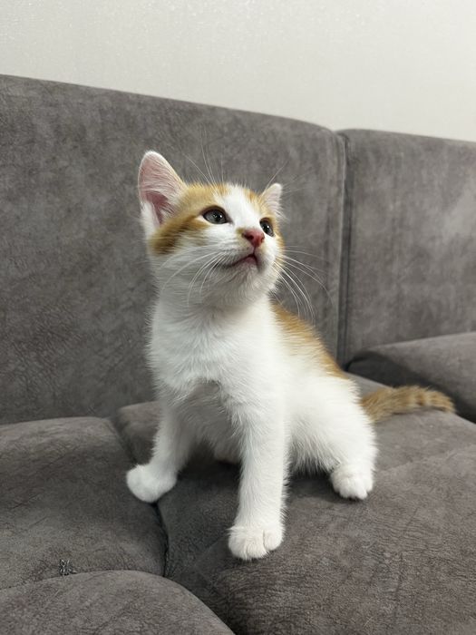 Котенок в добрые руки