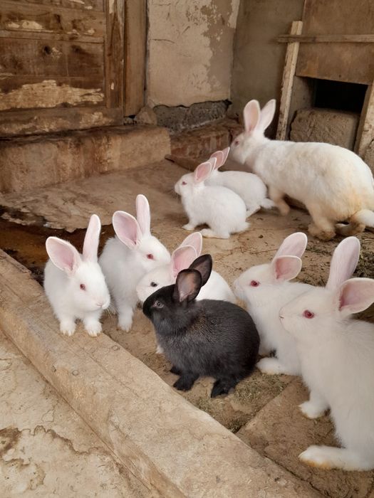 Кролики. Көжектер