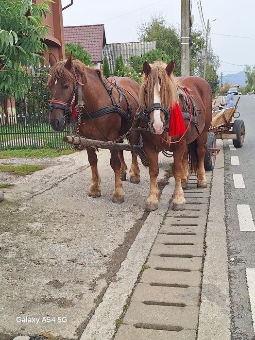 De vânzare calu  din stânga de șase ani mai multe informații