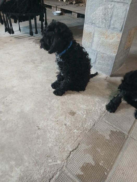 Продавам Кавапу.