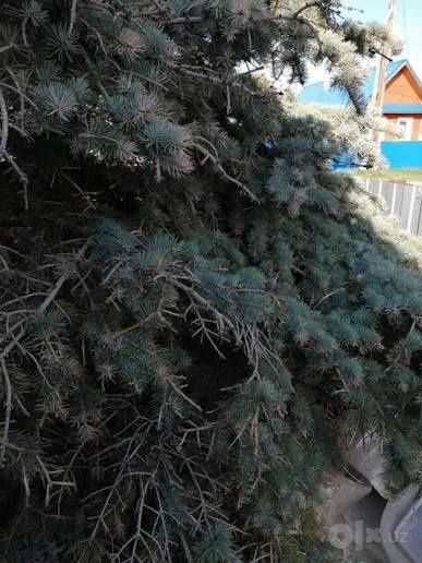 Богбон Арча, дарахтларни дорилаш. Обработка деревьев ёлок растений.