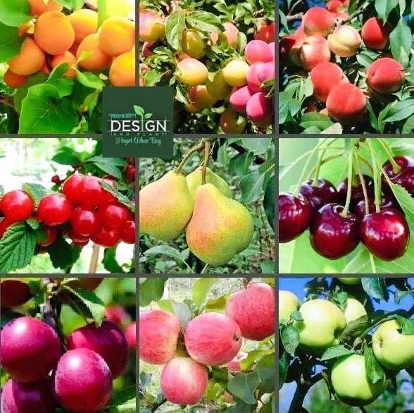 Саженцы фруктовых деревьев