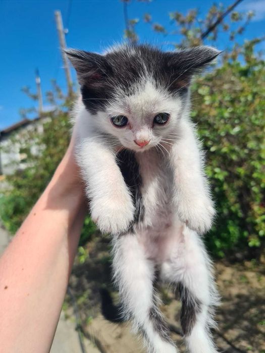 Отдам котят в добрые руки бесплатно