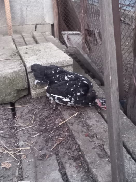 Pereche gaini pitice golașe