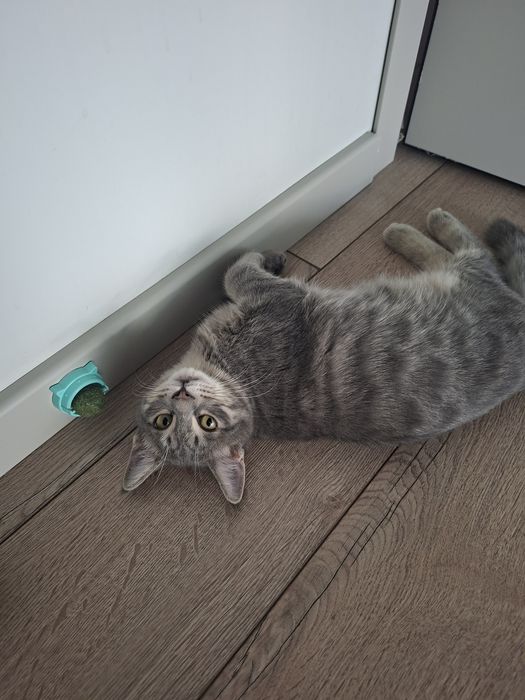 Котенок мальчик имеет паспорт