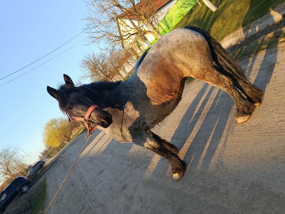 Vand manza de 3 ani jumate