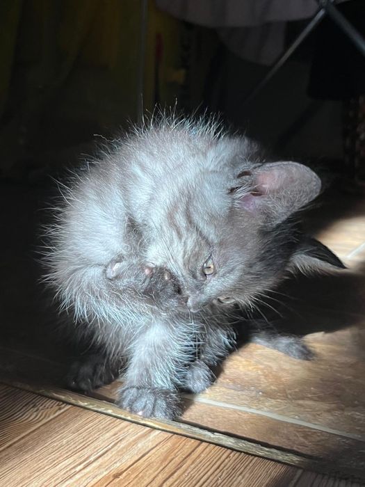 Котик Беллами ищет дом