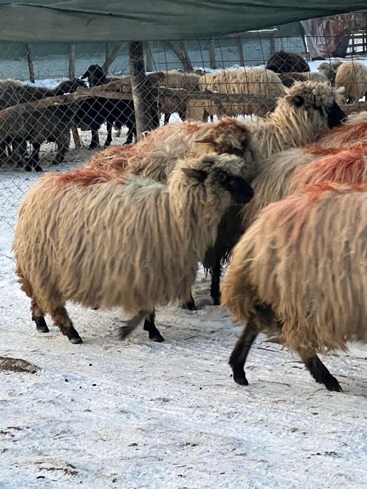 Vand oi gestante tinere