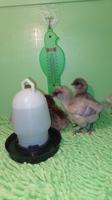 Циплята амераукана.