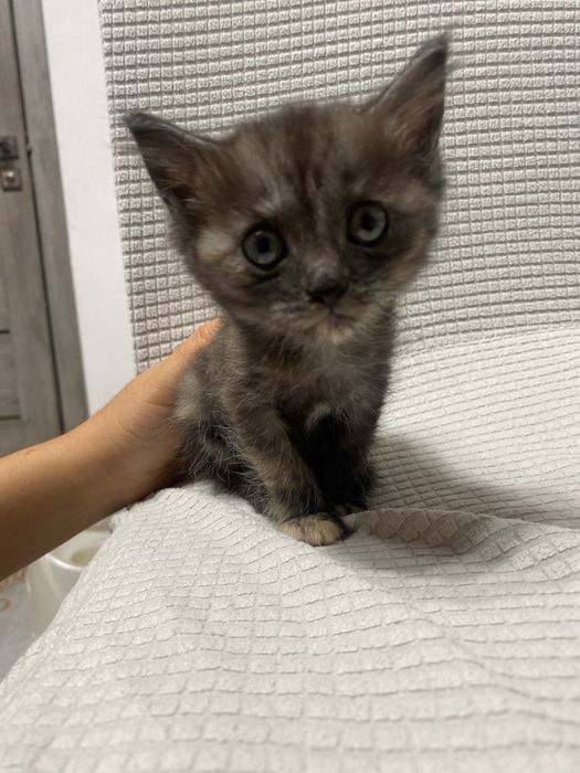 Отдам котят девочек 1.5 месяца