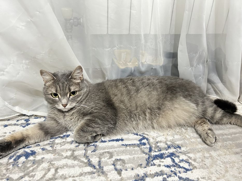 Отдаем кошку в добрые руки