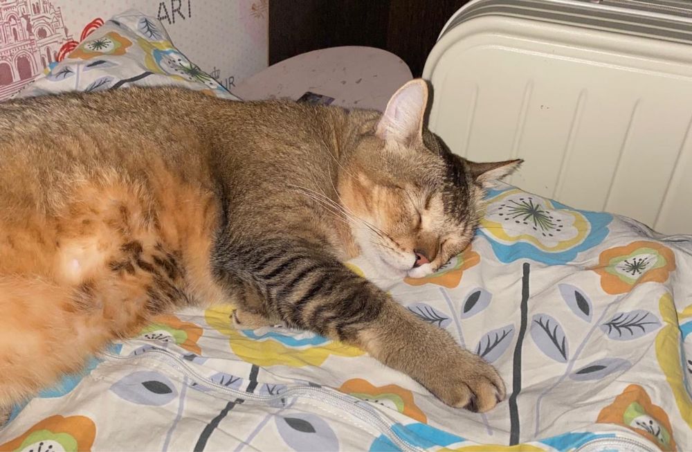 Абиссинский котик в добрые руки