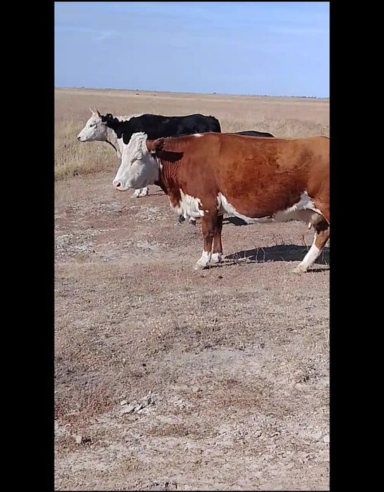 Сиыр сату куздік семіз