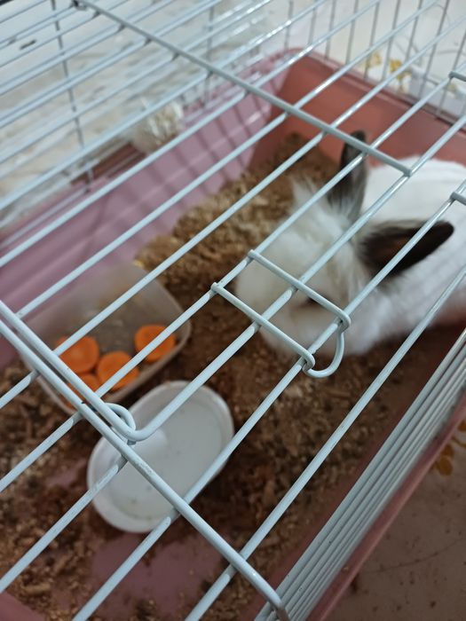 Продаётся кролик