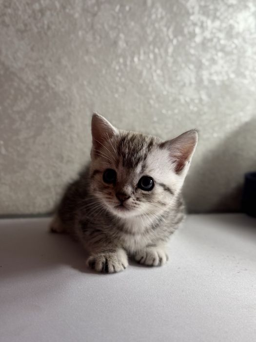продам шотланских котят