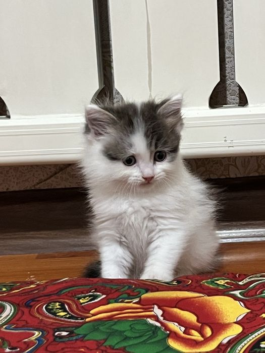 2 месяц кошка продаётся