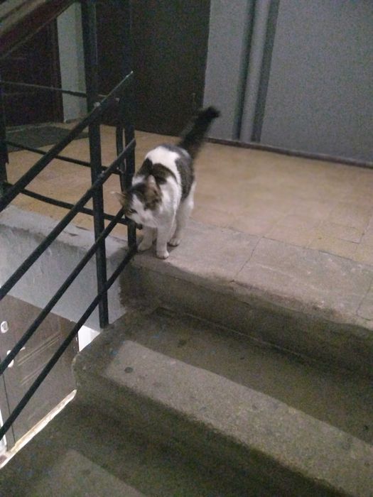 Отдам в добрые руки