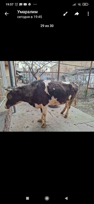 Уйда бокилган сигир сотилади