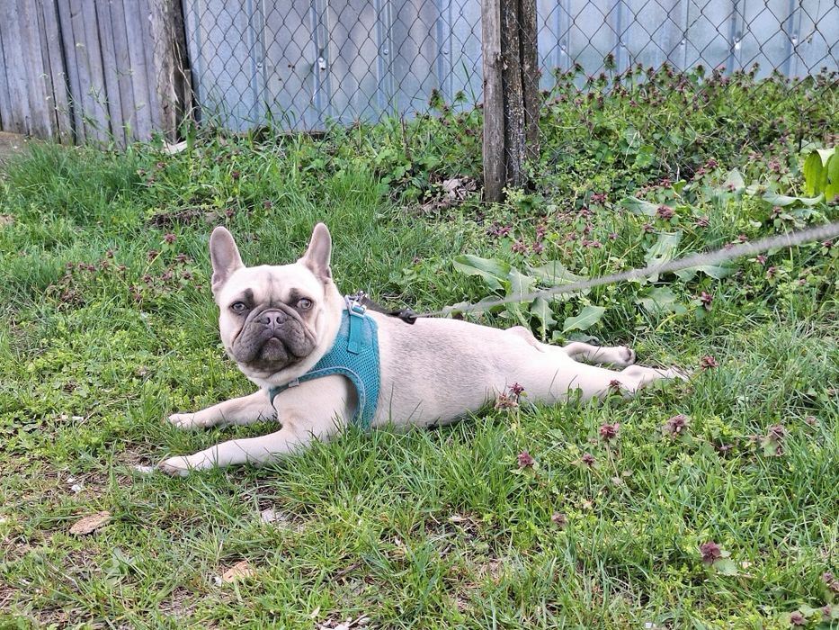 Френски Булдог , женско  на 1 г