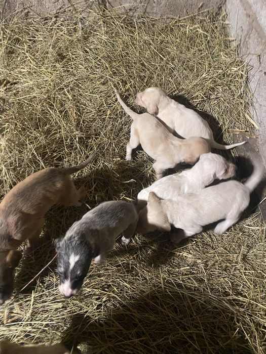 Тазы күшіктері сатылады