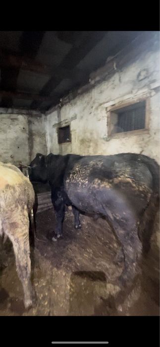 Ангус бука сатылады