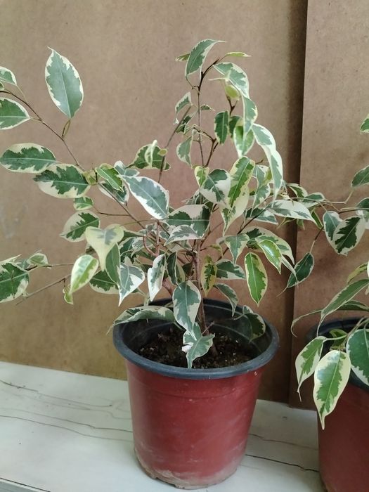 Лимон деревце плодоносящее