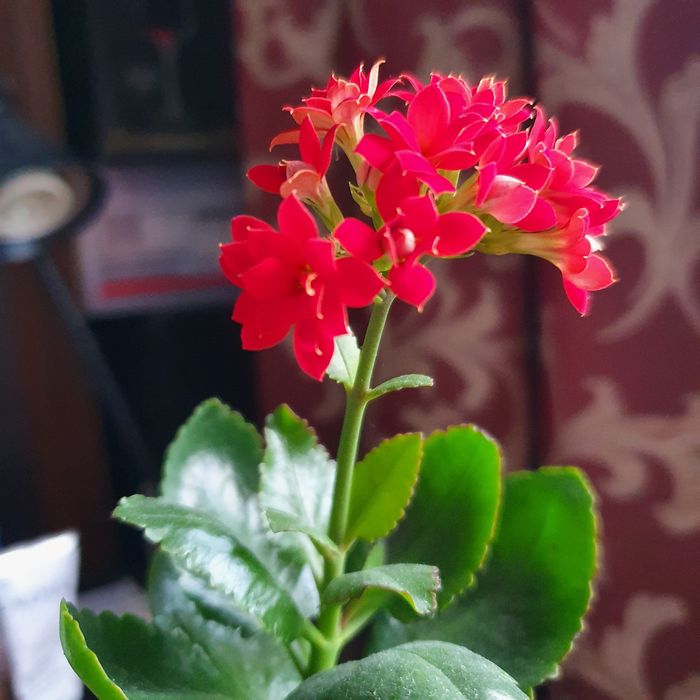 Цветы калонхоэ цветущий