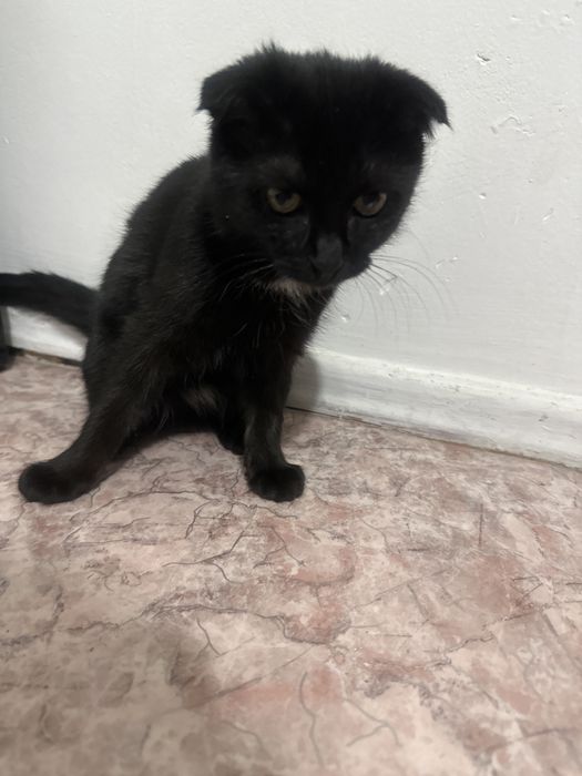 Вислоухая черная кошка