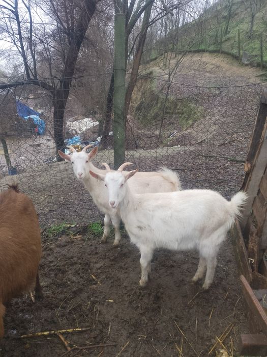 Ieduțe alpine cu sannen