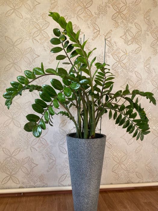 Продам цветы срочно! Цены разные уточняйте. Есть доставка