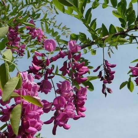 Pomi Oramentali (Salcam Roz )