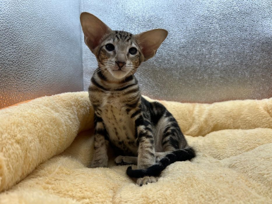 Ориентальные котята