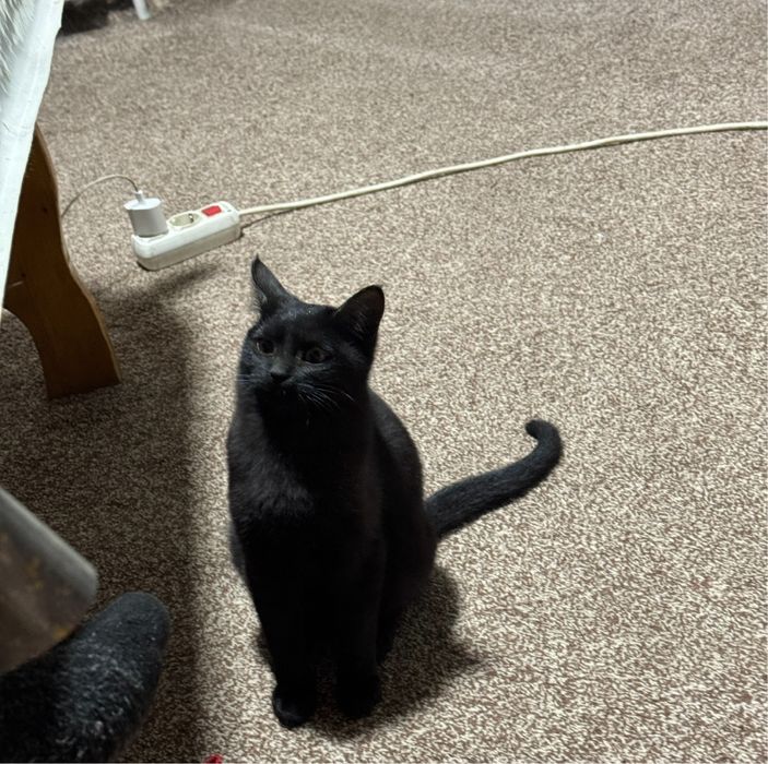 Домашный котенок 5 месяц