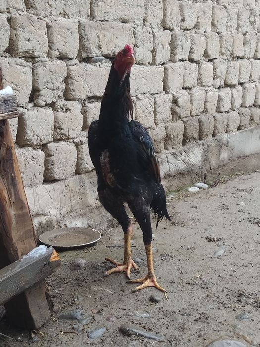 Dakan joja sotiladi Mayiski