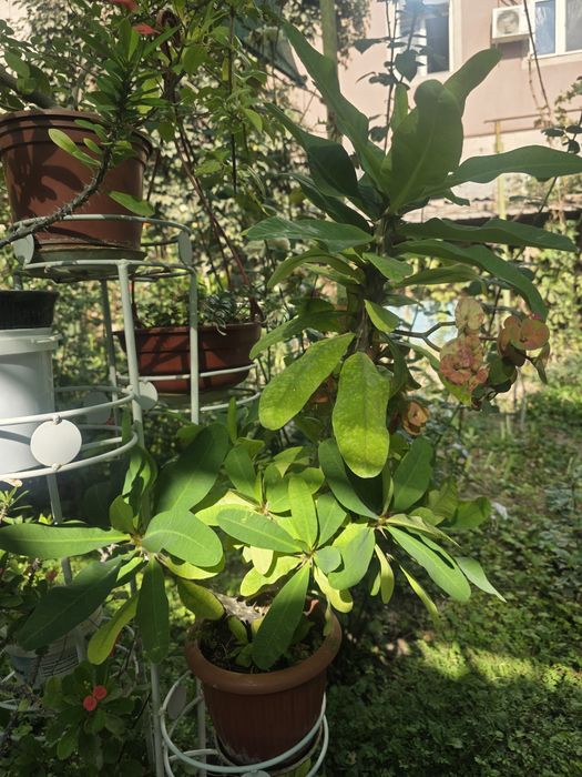 Цветы домашние для офиса, школы, садика.