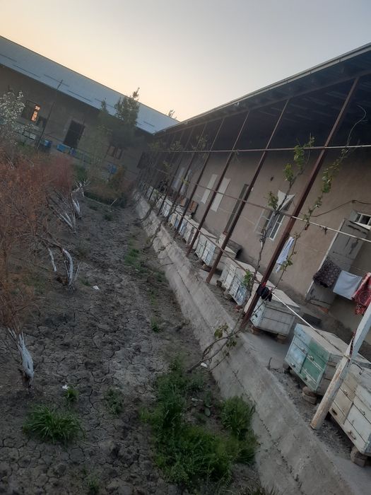 Asalari oilasi sotiladi 4 va 5 ramka