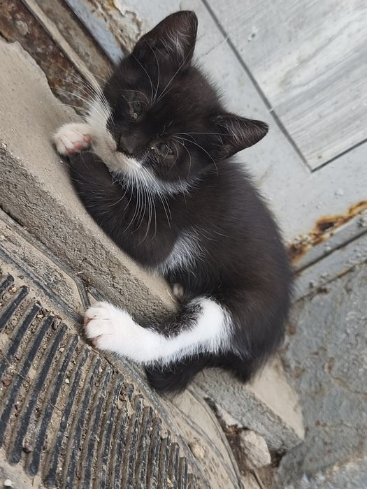 Donez 2 fetițe jucause
