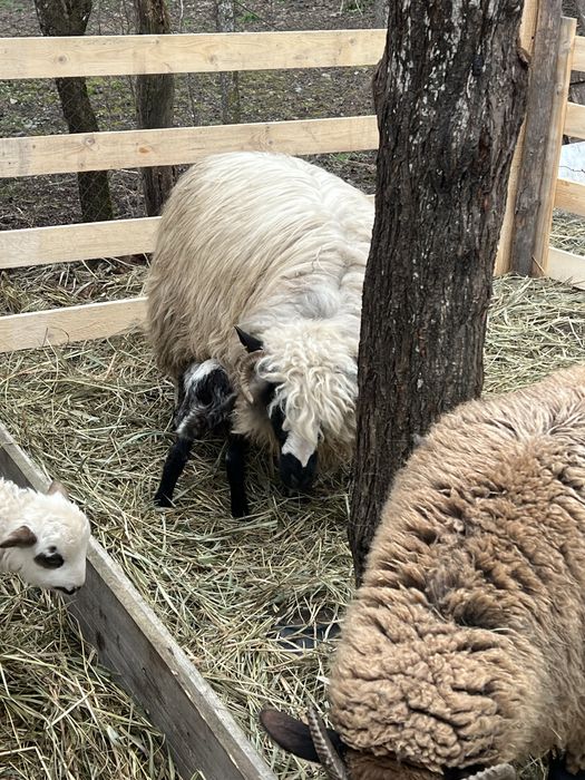 Vand 6 oi tinere din care 3 cu miei si una dea fata