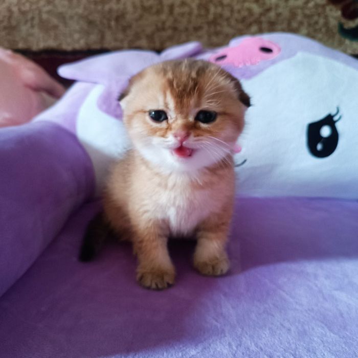 Золотая шиншилла, котенок мальчик Scottish Fold - 250 у.е.